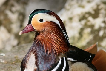 Colourful male Mandarin Duck (Aix galericulata) portrait, close-up in profile.