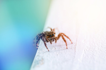 Macro of Jumping Spider colorful tone,