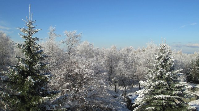Winter forest