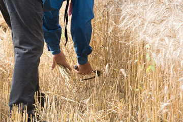 Naklejka na ściany i meble wheat harvest in the old way