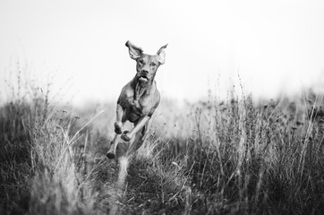 Hungarian pointer hound dog