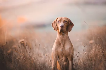 Abwaschbare Fototapete Hund Ungarischer Vorstehhund