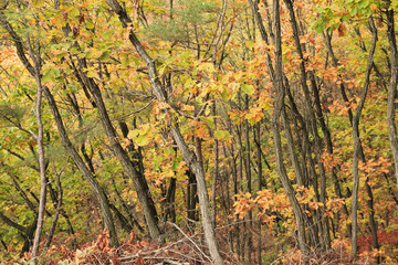 Golden fall foliage lush / Golden fall foliage lush by the autumn landscape of the mountain in Korea 