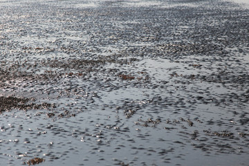 many of red crab on beach in the sea