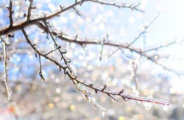 Winter magic created by the frozen icy branches that shine and twinkle in the warm sun light on the background of the blue sky