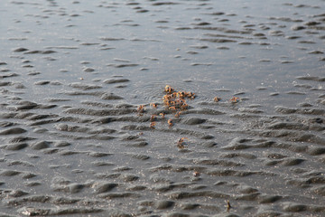 many of red crab on beach in the sea
