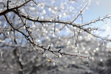 Fototapeta na wymiar Frozen branches covered with ice on a frosty winter day representing coldness, depression and sadness associated with winter season