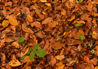 Autumn leaves