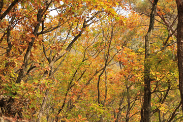 Fototapeta na wymiar Golden fall foliage lush / Golden fall foliage lush by the autumn landscape of the mountain in Korea 