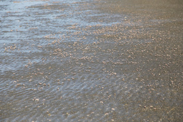 many of red crab on beach in the sea