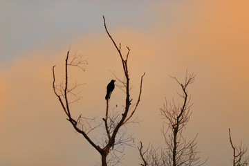 Crows on a tree in autumn evening times