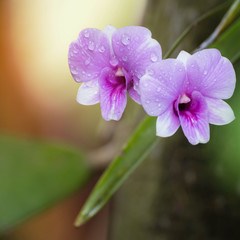 Dendrobium orchid, purple orchid flowers,Tropical flower bloom,p