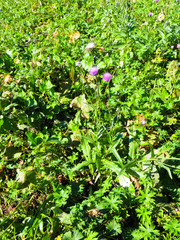 Fototapeta na wymiar Purple thistle flower growing on a meadow