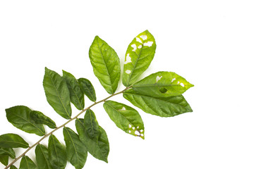 Leaf with holes isolated white background, eaten by pests.