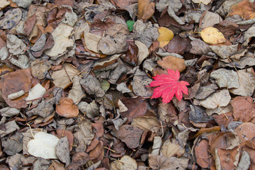 Autumn Leaves