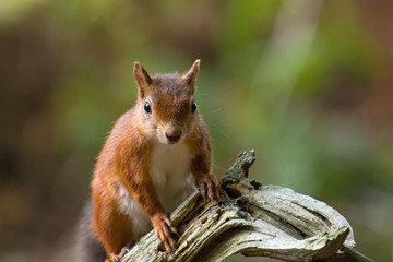 Red Squirrel on Old Tree