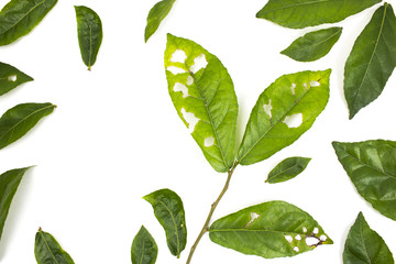 Leaf with holes isolated white background, eaten by pests.