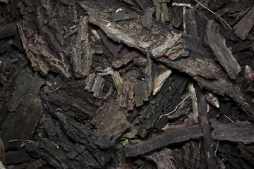 dried bark of wood texture, background nature raw.