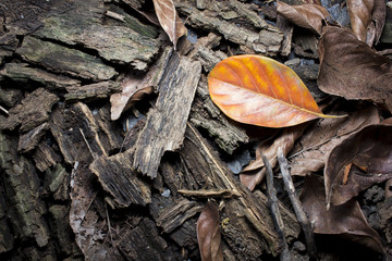 dried bark of wood texture, background nature raw.
