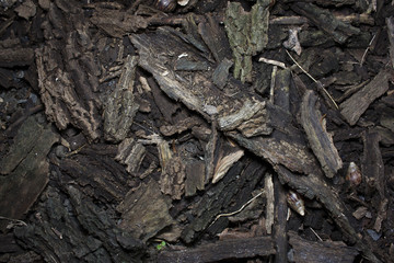 dried bark of wood texture, background nature raw.