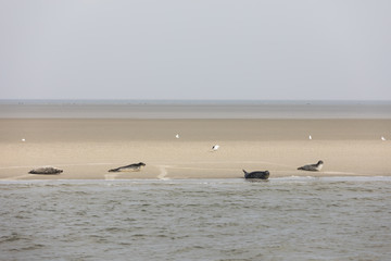 Seehundbank vor Cuxhaven, Niedersachsen