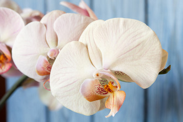 Romantic beige branch of orchid on blue background