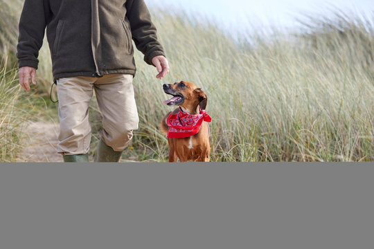 Man walking pet dog on sand dunes, Constantine Bay, Cornwall, UK