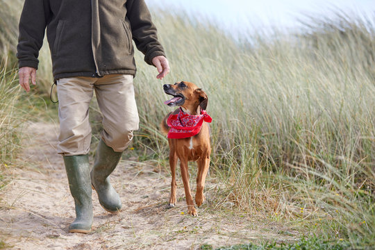 Man walking pet dog on sand dunes, Constantine Bay, Cornwall, UK