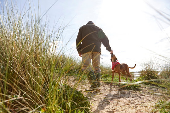 Man walking pet dog on sand dunes, Constantine Bay, Cornwall, UK