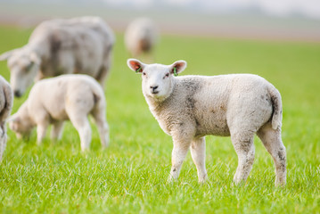 Naklejka na ściany i meble young lambs in a green meadow in spring