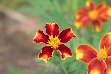Obraz premium Nature Flower Plants