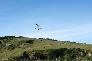 Seagull flying over the Brazilian coast
