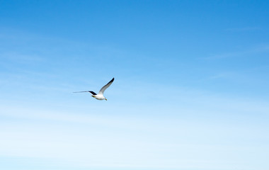 Seagull flying in the blue gradient sky