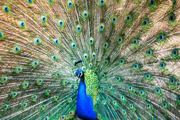 Naklejka premium Beautiful male indian peacock (Pavo cristatus) showing off in a park