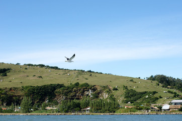 Seagull flying over the Brazilian coast
