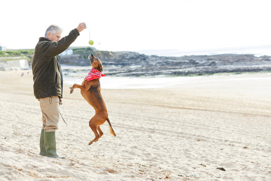 Man and dog on beach, Constantine Bay, Cornwall, UK