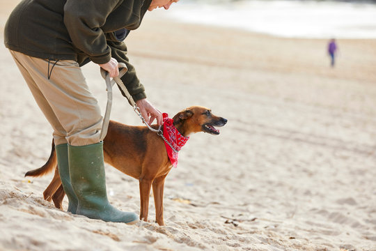 Man and dog on beach, Constantine Bay, Cornwall, UK