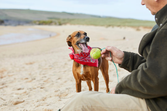 Man and dog on beach, Constantine Bay, Cornwall, UK