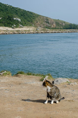 Cat on the beach looking sideways