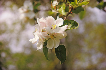 Branch with apple blossoms