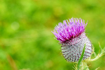 Purple Thistle flower
