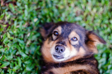 Black and brown mutt dog's nose