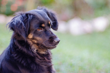 Black mutt dog looking to the right