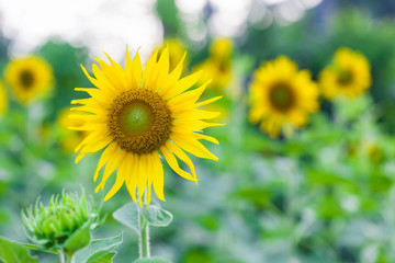 Field of sunflowers.