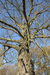 waldsterben