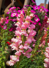 Blooming beauty snapdragon flower on sunny day.