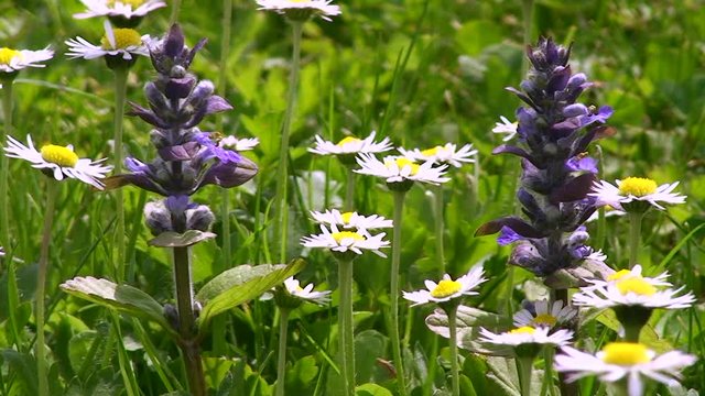 G&uuml;nsel und G&auml;nsebl&uuml;mchen zittern im Wind