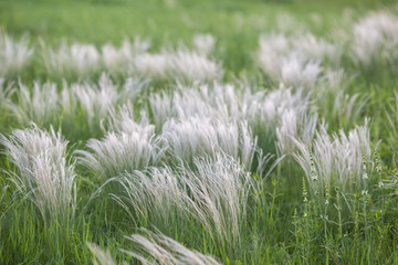 Field with wild grasses at sunset. Selective focus.