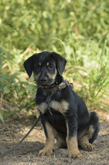 Labrador Mix