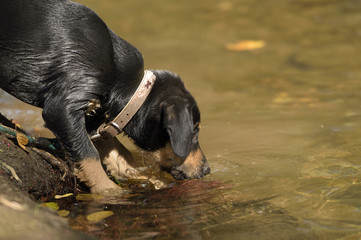 Labrador Mix trinkt aus Fluss